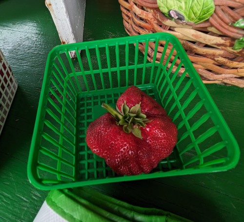 Big strawberry