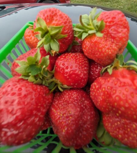 basket of strawberries