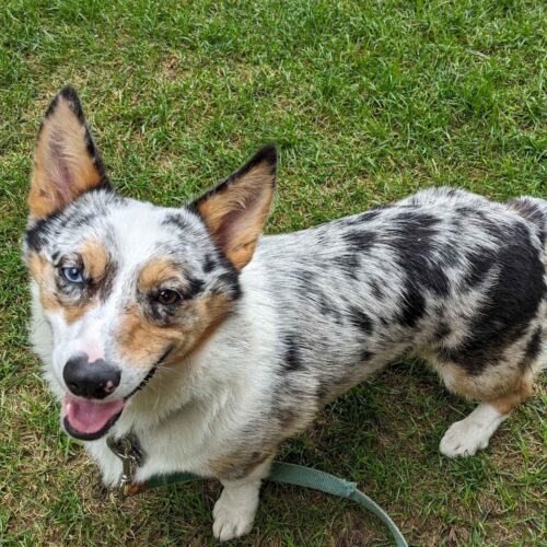 Picture of blue merle American corgi looking up at the camera.