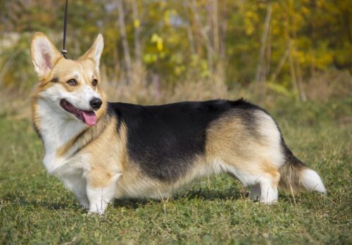 Picture of a blcak, white and tan Cardigan Welsh Corgi.