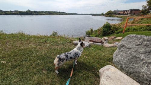 Merle corgi standing by the St, Lawrence River in Cornwall, ON.