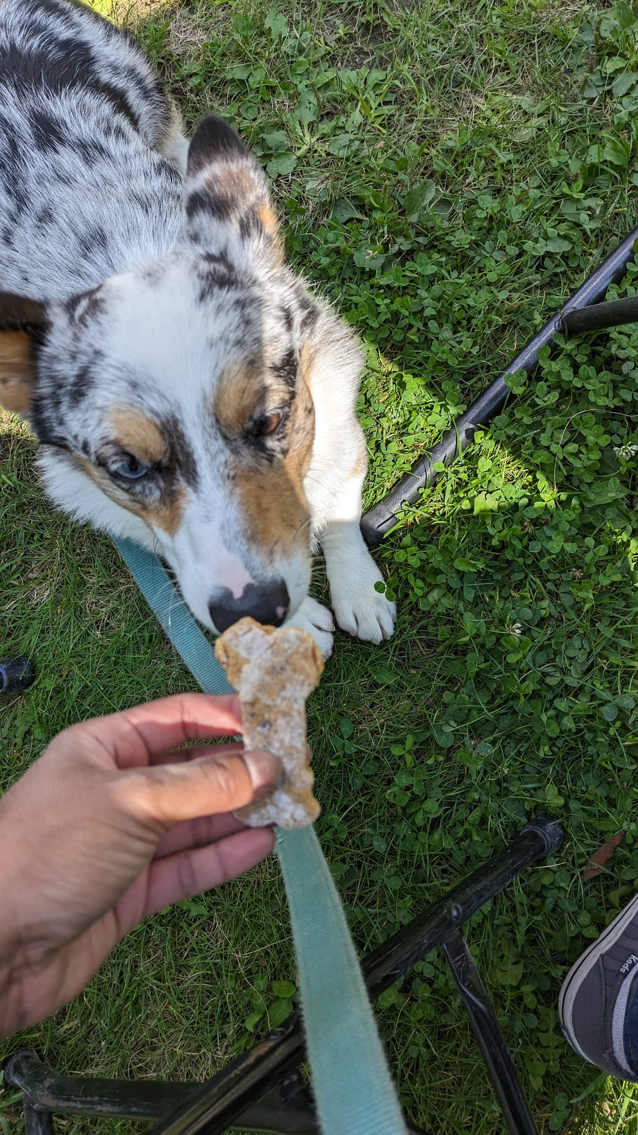 Norm, merle corgi, eating a dog biscuit from Perth farmers market