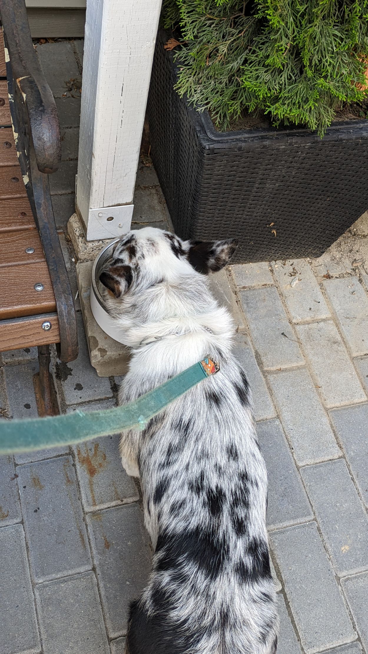 Norm, merle corgi, drinking water outside